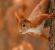 A mókusok szaporodása és életmódja