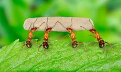 لماذا يحلم النمل حسب كتاب حلم فانجا؟